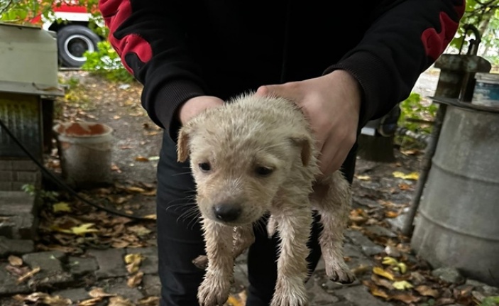 Dereye düşen yavru köpeği Büyükşehir İtfaiyesi kurtardı