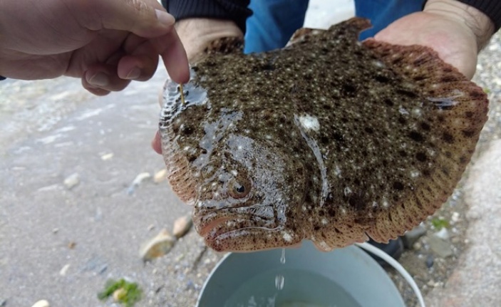 Gebzeli balıkçıların ağına takılan kalkan balığı tekrar denize salındı