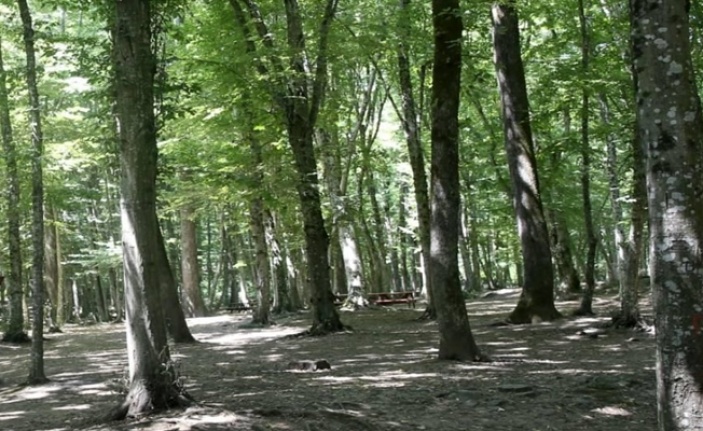 Kocaeli'de ormanlara girmek yasaklandı