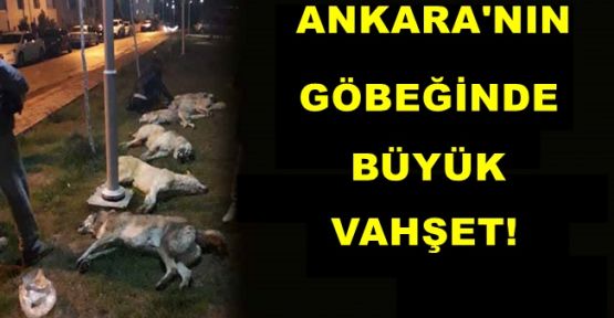 Ankara'nın Göbeğinde Büyük Vahşeti!