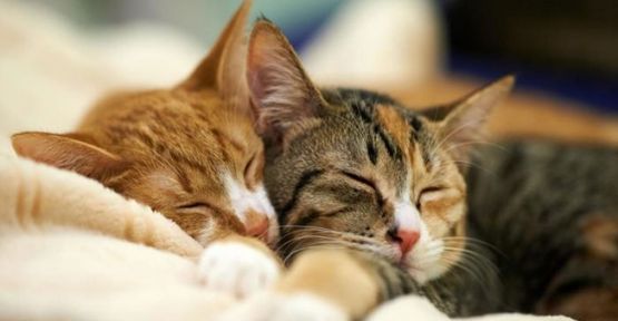 Kedilerin Sürekli Uyumalarının Nedeni ne ?
