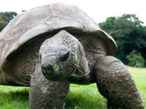  Türkiye’nin en yaşlı kaplumbağası Darıca’da