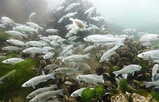 İzmit Körfezine 5 bin balık daha salınacak