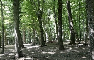 Kocaeli'de ormanlara girmek yasaklandı