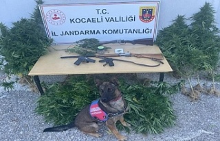 Jandarma'dan Kandıra’da uyuşturucu operasyonu