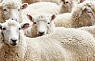 Kandıra’da aç köpekler koyunlara saldırdı!