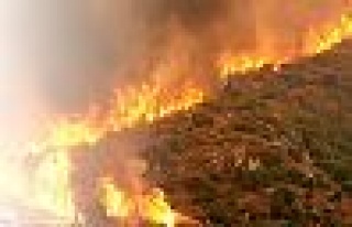  Kocaeli'de Orman Yangını