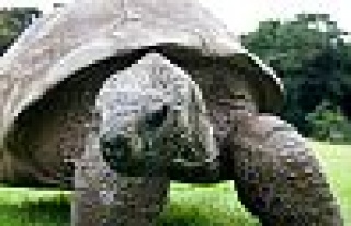 Türkiye’nin en yaşlı kaplumbağası Darıca’da...