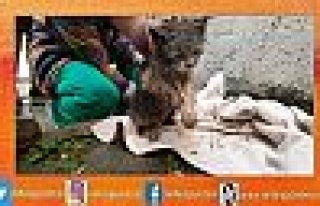 Yağmur kanalına sıkışan kediyi itfaiye kurtardı
