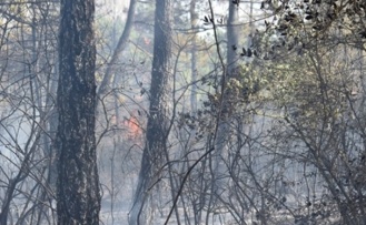 Ağaçlık alanda yakılan araba lastikleri ormana sıçradı