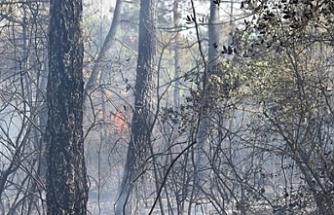 Ağaçlık alanda yakılan araba lastikleri ormana sıçradı