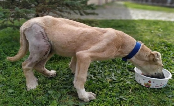 Kaza geçiren köpek hayata tekrar bağlandı